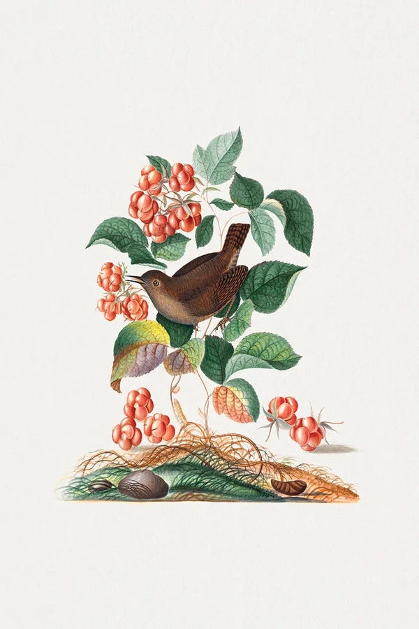 James Bolton