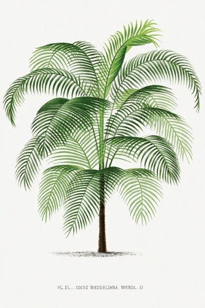 Botanical Illustrations: Ii Cocos Weddeliana by Les Palmiers Histoire
