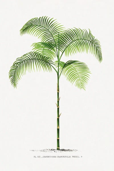 Botanical Illustrations: XIII Chamaedorea G by Les Palmiers Histoire