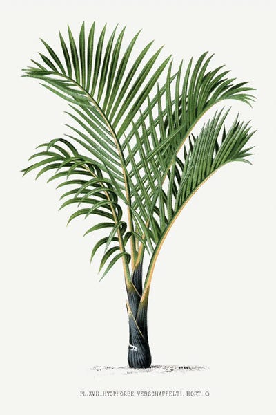 Botanical Illustrations: XVII Hyophorbe V by Les Palmiers Histoire