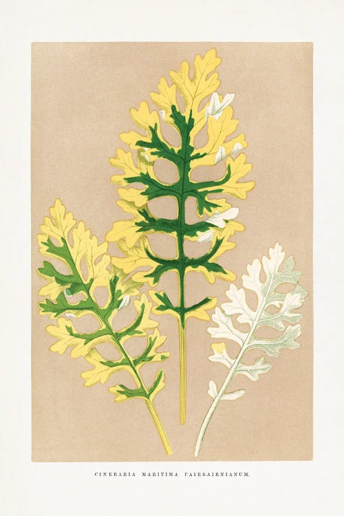 Cineraria Maritima Fairbairnianum Leaf Illustration