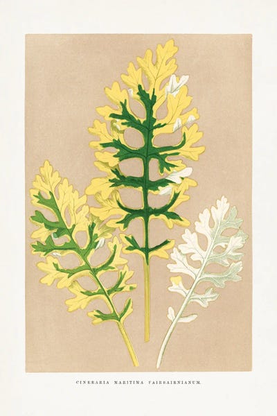 Botanical Illustrations: Cineraria Maritima Fairbairnianum Leaf Illustration by Les Plantes a