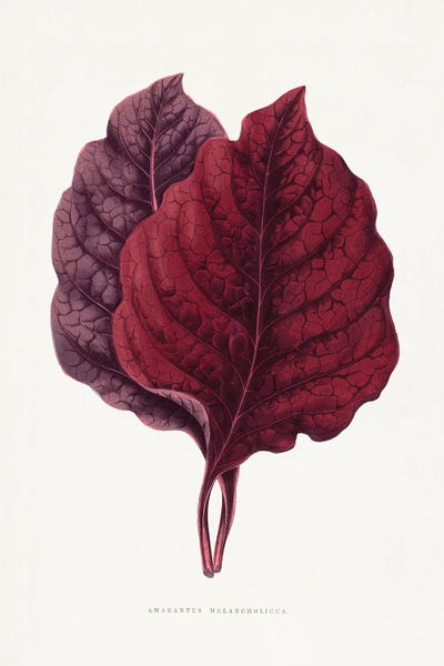 Fine Art Print: Pink Amarantus Leaf Illustration by Les Plantes a