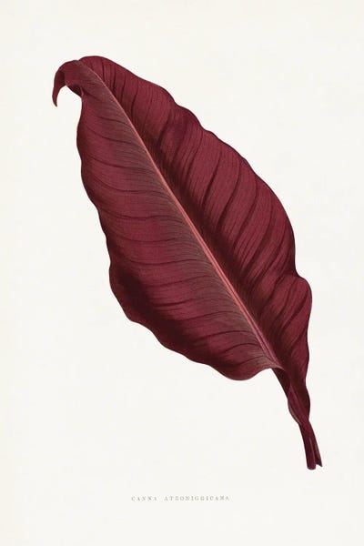 Botanical Illustrations: Pink Canna Atronigricans Leaf Illustration by Les Plantes a