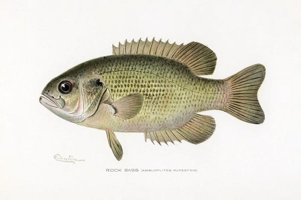 Vintage Animal Illustrations: Rock Bass (Ambloplites Rupestris) By Sherman F. Denton by Pictufy