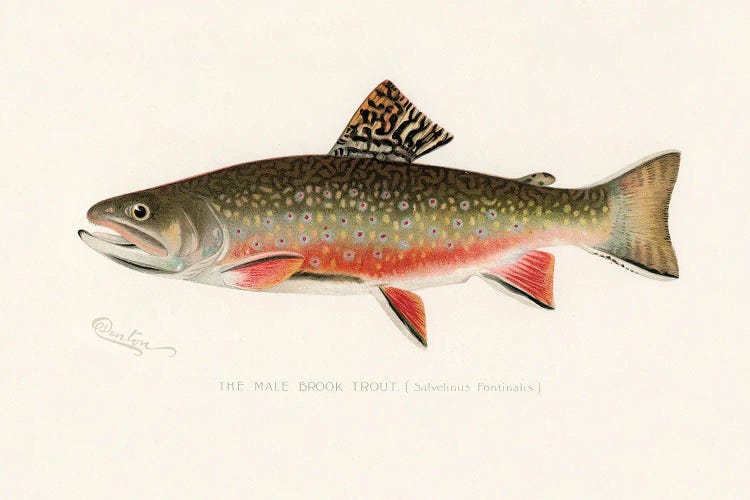 Male Brook Trout