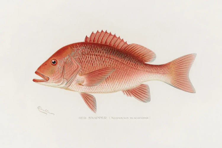 Red Snapper