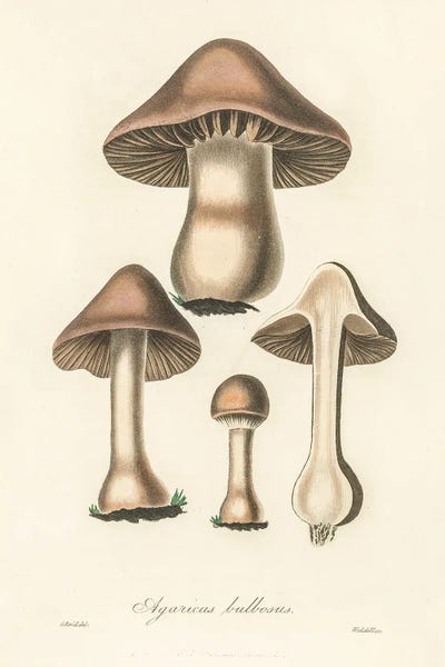 Vintage Botanical Illustrations: Agaricus Bulbosus Illustration. Medical Botany 1836 by John Stephenson and James Morss Churchill