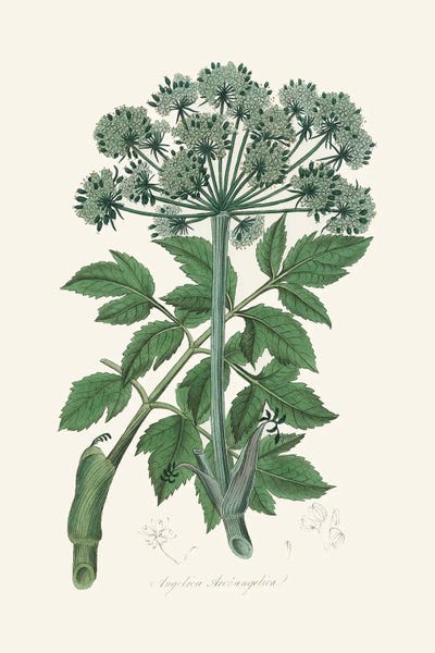 Vintage Botanical Illustrations: Angel Changelica Medical Botany by John Stephenson and James Morss Churchill