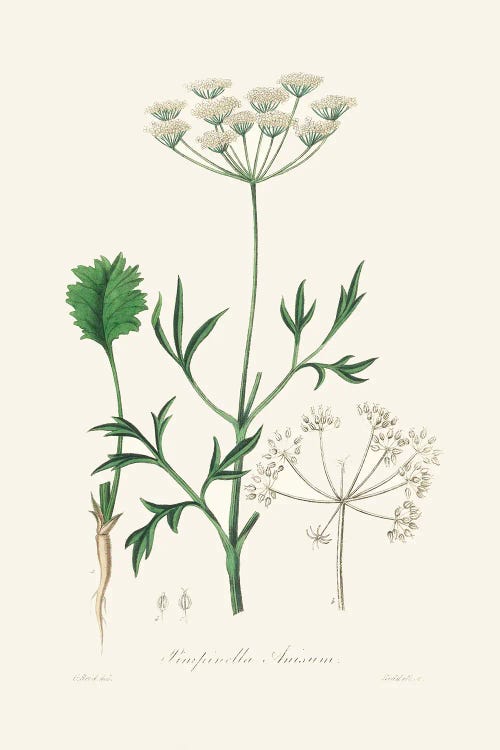 Aniseed (Pimpinella Anisum) Medical Botany