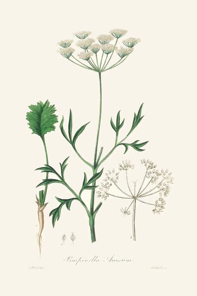 John Stephenson and James Morss Churchill: Aniseed (Pimpinella Anisum) Medical Botany by John Stephenson and James Morss Churchill
