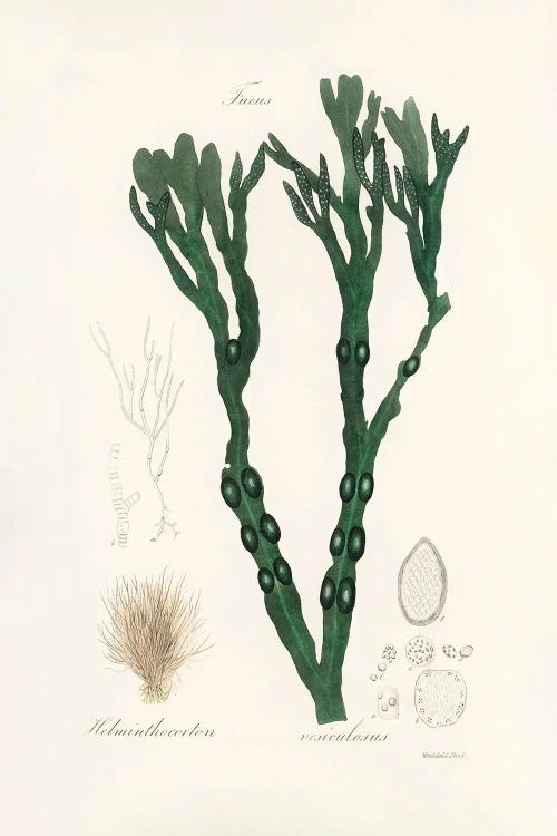 Bladder Wrack (Fucus Vesiculosus) Medical Botany by John Stephenson and wall art
