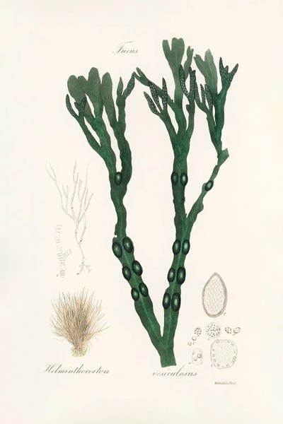 Vintage Botanical Illustrations: Bladder Wrack (Fucus Vesiculosus) Medical Botany by John Stephenson and James Morss Churchill