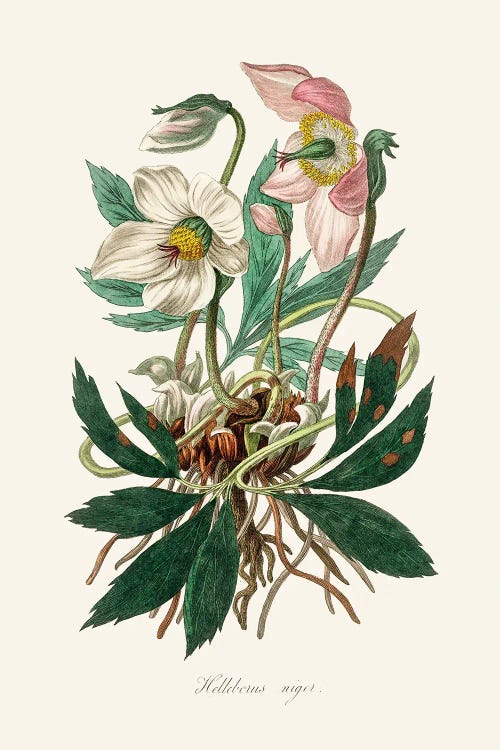 Christmas Rose (Helleborus Niger) Medical Botany by John Stephenson and wall art