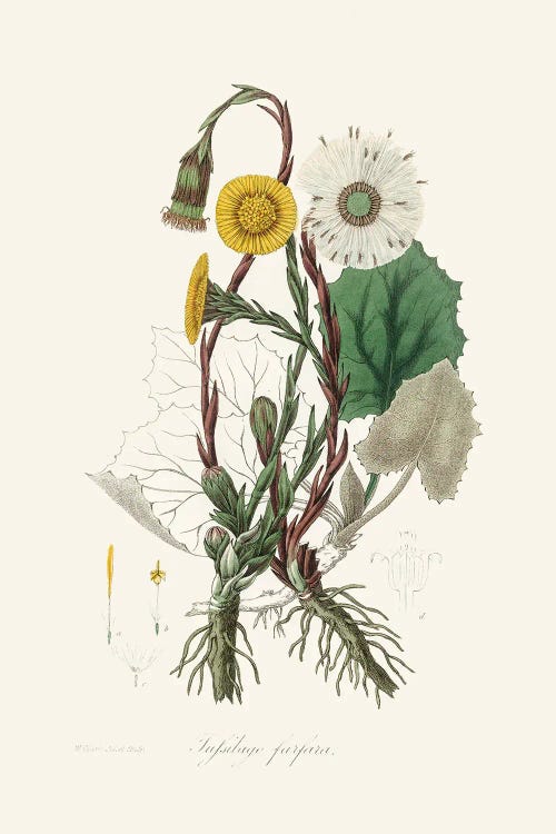 Coltsfoot (Tussilago Farfara) Medical Botany by John Stephenson and wall art