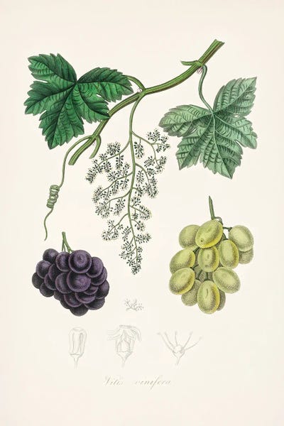 Vintage Botanical Illustrations: Common Grape Vine (Vitis Vinifera) Medical Botany by John Stephenson and James Morss Churchill