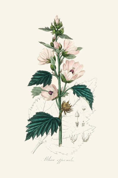 Vintage Botanical Illustrations: Common Marshmallow (Althea Officinalis) Medical Botany by John Stephenson and James Morss Churchill