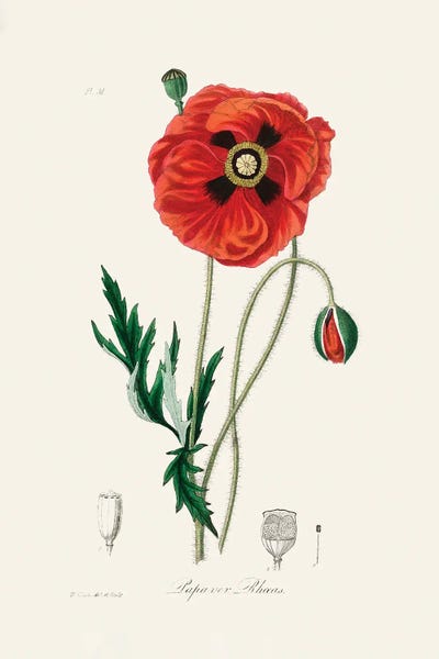 Vintage Botanical Illustrations: Common Poppy (Papaver Rhoeas) Medical Botany by John Stephenson and James Morss Churchill