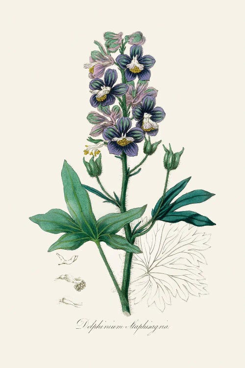 Delphinum Staphisagria Medical Botany