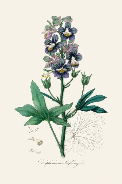 Vintage Botanical Illustrations: Delphinum Staphisagria Medical Botany by John Stephenson and James Morss Churchill