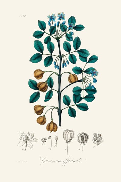 John Stephenson and James Morss Churchill: Guaiacwood (Guaiacum Officinale) Medical Botany by John Stephenson and James Morss Churchill