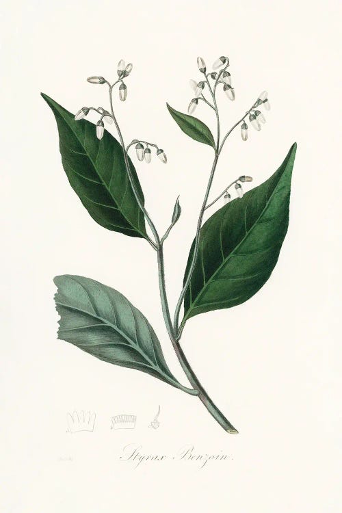 Gum Benjamin Tree (Styrax Benzoin Medical Botany by John Stephenson and wall art