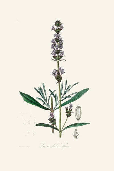 Lavender (Lavandula Ipica) Medical Botany by John Stephenson and framed canvas print