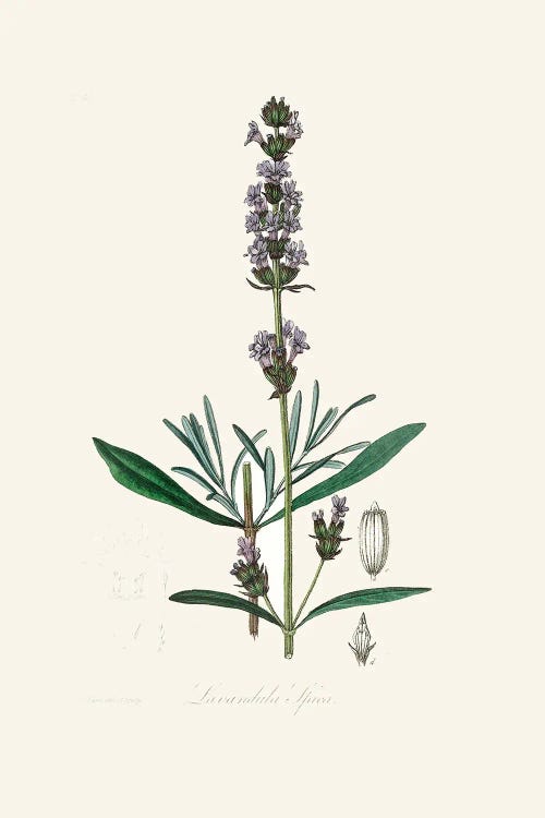 Lavender (Lavandula Ipica) Medical Botany