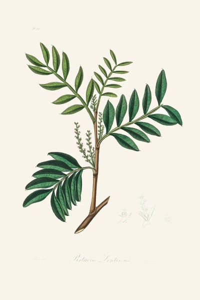John Stephenson and James Morss Churchill: Lentisk (Pistacia Lenitiscus) Medical Botany by John Stephenson and James Morss Churchill