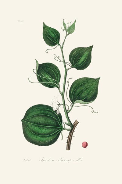 John Stephenson and James Morss Churchill: Lmilax Larsaparilla Medical Botany by John Stephenson and James Morss Churchill