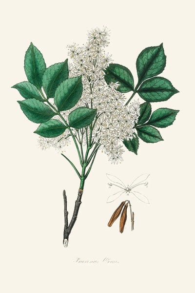 John Stephenson and James Morss Churchill: Manna Ash (Fraxinus Ornus) Medical Botany by John Stephenson and James Morss Churchill