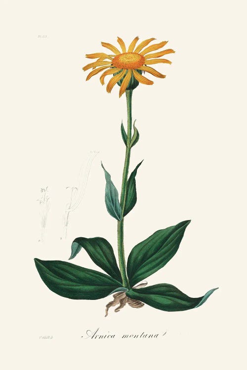 Mountain Arnica (Arnica Montana) Medical Botany