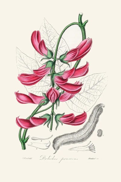 Mucuna Pruriens (Dolichos Pruriens) Medical Botany by John Stephenson and framed canvas print