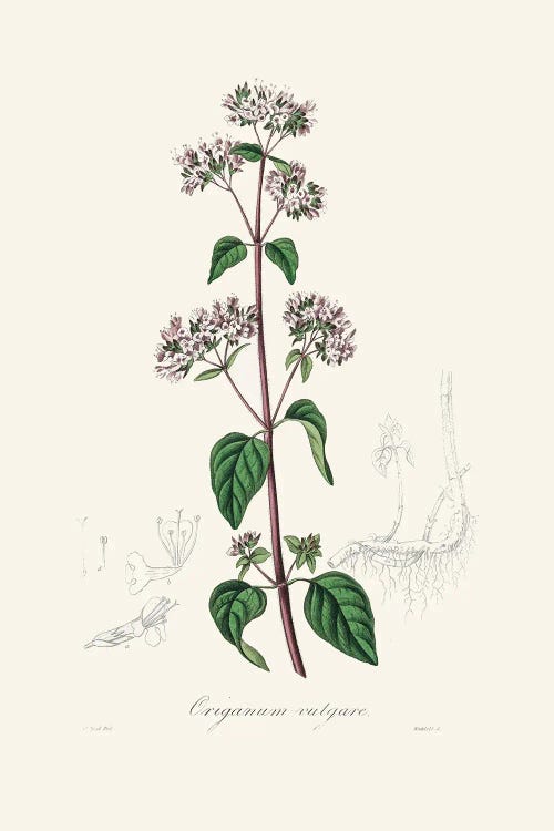 Oregano (Origanum Vulgare) Medical Botany