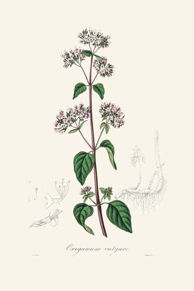 John Stephenson and James Morss Churchill: Oregano (Origanum Vulgare) Medical Botany by John Stephenson and James Morss Churchill