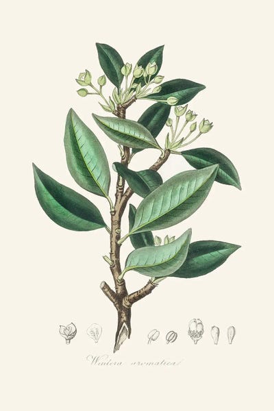 John Stephenson and James Morss Churchill: Wintera Aromatica Medical Botany by John Stephenson and James Morss Churchill
