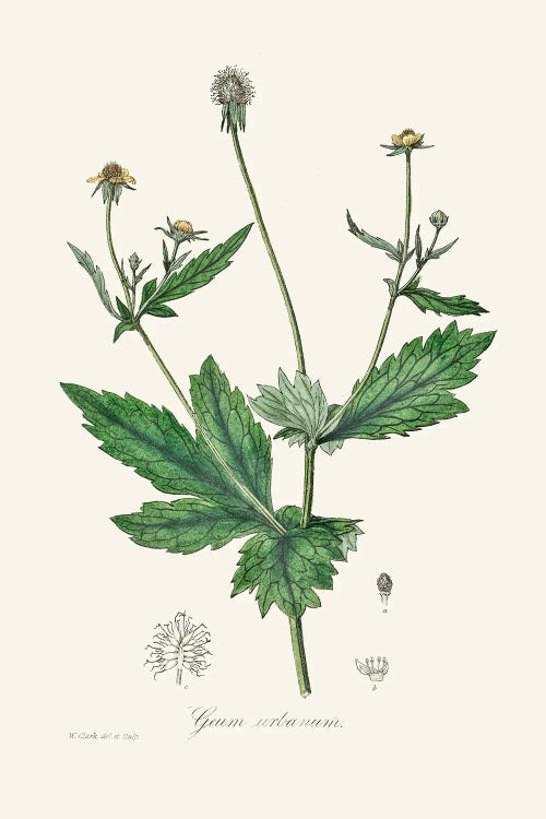 Wood Avens (Geum Urbanum) Medical Botany by John Stephenson and wall art