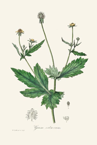 Botanical Illustrations: Wood Avens (Geum Urbanum) Medical Botany by John Stephenson and James Morss Churchill