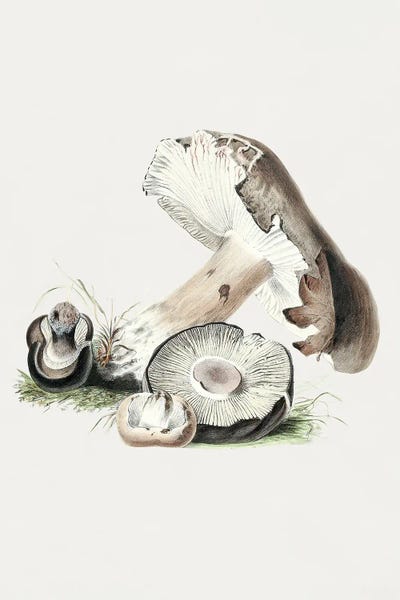 Vintage Botanical Illustrations: Vintage Agaricus Augustus Mushroom by Biodiversity Heritage Library