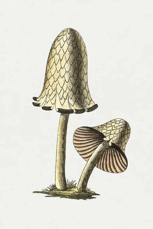 Vintage Inky Cap Edible Mushroom