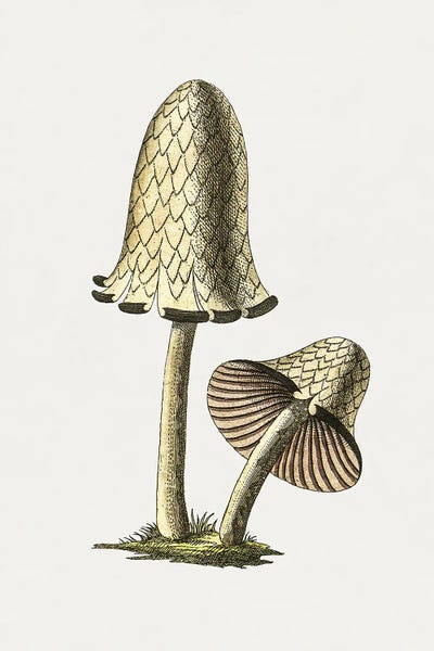 Vintage Botanical Illustrations: Vintage Inky Cap Edible Mushroom by Biodiversity Heritage Library