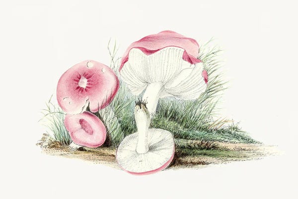 Vintage Botanical Illustrations: Vintage Russula Emetica Mushroom by Biodiversity Heritage Library