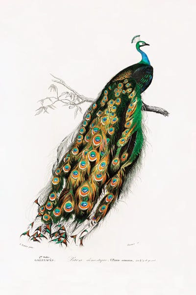 Peacocks: Indian Peafowl Peacock by Charles Dessalines D