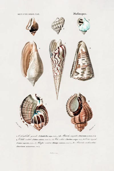 Sealife I