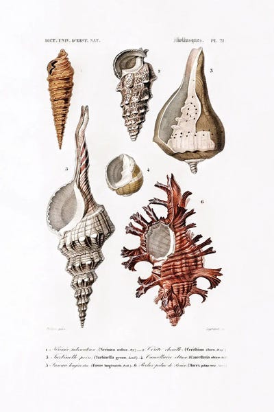 Vintage Animal Illustrations: Sealife II by Charles Dessalines D