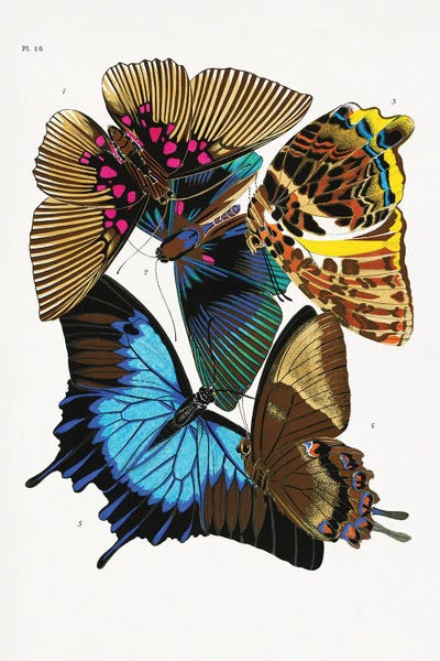 Vintage Animal Illustrations: Butterflies IV by Emile Alain Seguy