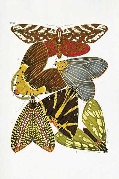 Vintage Animal Illustrations: Butterflies VI by Emile Alain Seguy