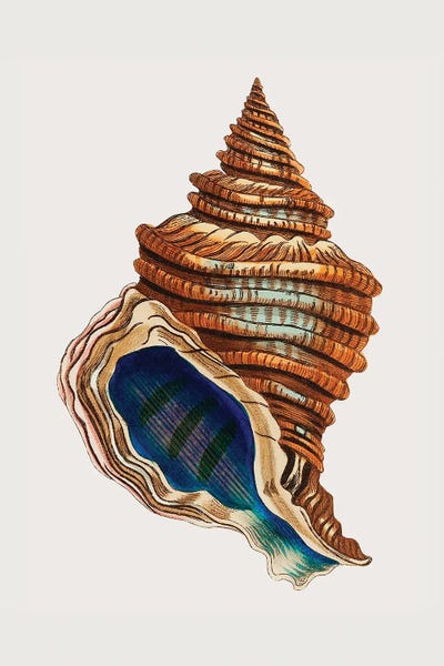Vintage Animal Illustrations: Shell Club Shaped by George Shaw