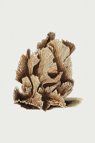 Botanical Illustrations: Lettuce Madrepore by George Shaw
