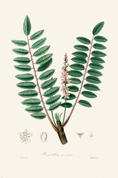 Vintage Botanical Illustrations: Boswellia Serrata Medical Botany by John Stephenson and James Morss Churchill